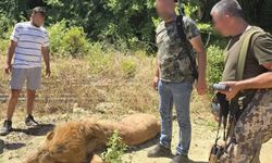 Antalya'da hayvan parkından kaçan aslan 'Zeus' öldürüldü