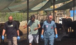 Aydın’da şap hastalığına karşı aşılama çalışmaları sürüyor