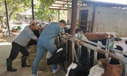 Bozdoğan’da hastalıktan ari işletmelerde kontroller sürüyor