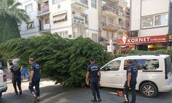 Bulvardaki ağaç, otomobilin üstüne devrildi