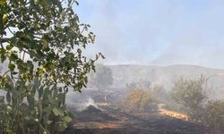 Didim’de makilik ve zeytinlik yangını korkuttu