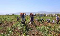 Domates işçileri çöl sıcaklarında saati 250 TL’ye ter döküyor