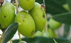İlçe tarımdan zeytin sineğine karşı ilaçlama çağrısı