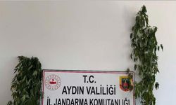 Jandarmadan uyuşturucu operasyonu: 12 şüpheli yakalandı