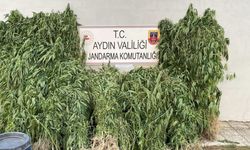 Jandarmadan uyuşturucu operasyonu: 17 yakalama