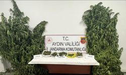 Kestane bahçesinde kenevir yetiştiren şüpheli yakalandı