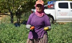 Kuyucak’ta toprakla buluşturulan 220 bin domates fidesinde hasat yapıldı