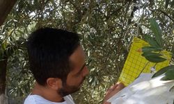 Söke İlçe Tarım’dan zeytin sineği uyarısı