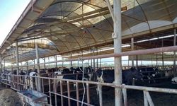 Söke’de hastalıktan ari işletmeler denetlendi