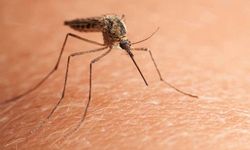 Çin’de 'chikungunya' virüsü alarmı