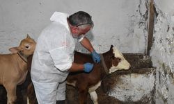 Şap hastalığında aşılama devam ediyor