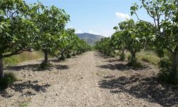 Kendirlioğlu: İncir de zeytin gibi korunmalı