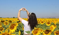 Ayçiçek tarlaları açık hava fotoğraf stüdyosu oldu