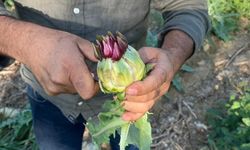 Biz üretiyoruz, başkası kazanıyor
