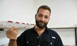 Aydın’da 750 akrepten 4 ayda 4 bin yavru elde etti
