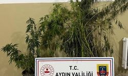 Efeler’de 22 kök kenevir ele geçirildi