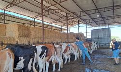 Köşk’te şap aşılaması başladı