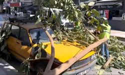 Söke’de ağaç dalı park halindeki aracın üzerine düştü