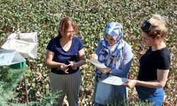 Söke’de pamukta pembekurt zararlısına karşı uyarı
