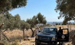 Söke’de zeytin rekolte tahmin çalışmaları başladı