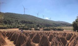 Susamda hasat zamanı yaklaşıyor