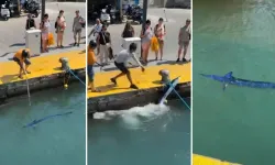 Nesli tehlike altındaki balığı limanda zıpkınla vurdular