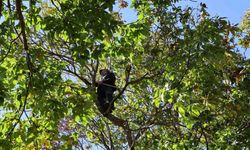 Aydın’ın dağlarında kestane sezonu sona erdi