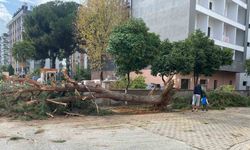 Efeler'de kuruyan ağaç yola devrildi