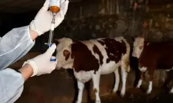 SAT-1 Virüsü Nedir? Aydın'da Hayvancılığı Tehdit Ediyor!