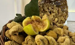 Aydın İncirinin "Gizli" Rekoltesi, Piyasayı Manipülasyondan Koruma Kalkanı Oldu