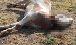 ÇİNE'DE SKANDAL İDDİA: BELEDİYENİN ATTIĞI ÖLÜ HAYVANLAR ÇEVRE FELAKETİNE YOL AÇIYOR!