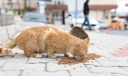 Aydın'da Can Dostlara 'Bin Kilo'luk Dev Mama Desteği!