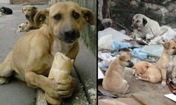 Veteriner Hekimler Birliği’nden 'aç kalmış hayvanlar' uyarısı
