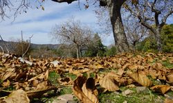 Paşa Yaylası sonbahara kucak açtı