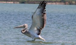 Nesli tehlikedeki tepeli pelikan balıkçıların dikkatiyle kurtuldu