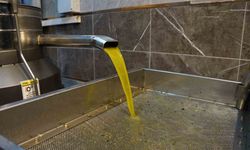 Aydın’da zeytinin yağa dönüşümü başladı