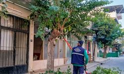 Efeler’de Ağaç Budama Sezonu Başladı