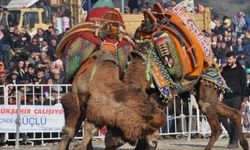 Aydın'da Deve Güreşleri iptal edildi