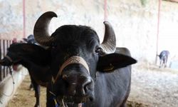 Mandadan gelen altın lezzet