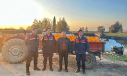 Nazilli’de 1,5 ton portakal hırsızlığı