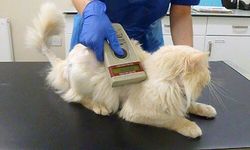 Kedi ve köpeklere mikroçip uyarısı: 31 Aralık son gün