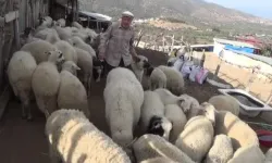 Şap karantinası meraları boşalttı!