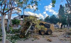 Efeler'de budama çalışmaları sürüyor