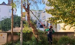 Efeler’i̇n yeşi̇l alanlarında budama ve bakım çalışmaları sürüyor