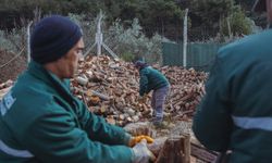 Kuşadası'ında ağaç atıkları ihtiyaç sahipleri için kara, kışta yakacağa dönüşüyor
