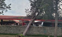 Efekent Pazaryeri’nde devrilen ağaç korkuttu