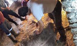 Ekmek bıçağıyla ineği sezaryen yapan S.T: Tuzağa düşürüldük