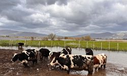 Söke Ovası'nda yağış sonrası zarar tespit çalışmaları