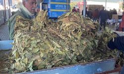 Karacasu'da tütün üreticisi fiyatlardan dertli