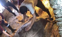 Karpuzlu'da akılalmaz olay!